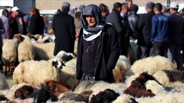 "وان" التركية تصدر 30 ألف رأس من الماشية إلى قطر